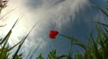 video clip 10880773