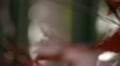 video clip 10883197