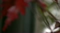 video clip 10883207