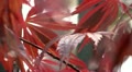 video clip 10883219