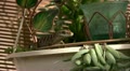 video clip 10887643