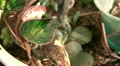 video clip 10887655