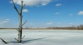 Spring in the swamp Video