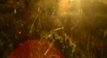 Swaying weed at sunset Video