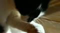 video clip 10899351
