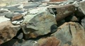 Lizards 20110427 142848ap5 Video