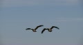 geese in flight Video