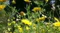 Flowers 07 Dolly R Goldfields Video