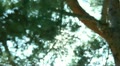 video clip 10912609