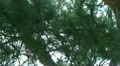 video clip 10912629