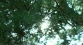 video clip 10912855
