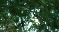 video clip 10912861
