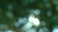 video clip 10912889