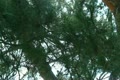 video clip 10913131