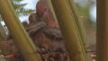 Pigeon Baby Birds Feeding CU GFHD Video