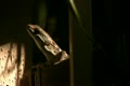 video clip 10913353