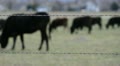 cow out of focus