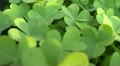 video clip 11001831