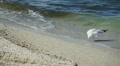 The bird, seagull goes on the sandy coast Video