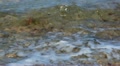 Wave near the coast close up Video