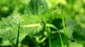 The fly on a green stalk flies up with sits down Video