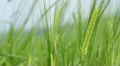 barley