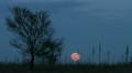 Moonrise behind Tree
