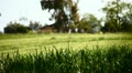 A country house in a field of wheat. Children playing. Video