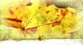 Leafs-7 Video