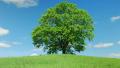 Solitary old maple Video