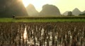 Beautiful sunset over rice fields and karst scenery in China