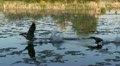 geese take flight Video