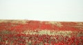 video clip 11136401