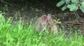 Baby rabbit nibbling grass