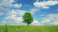 Single lone tree Video