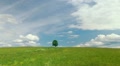 Single lone tree Video