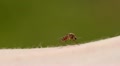 Mosquito blood sucking on human skin Video