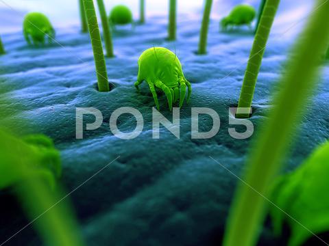 Stock Illustration of dust mites, artwork
