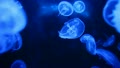 blue jellyfish
