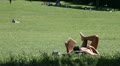 video clip 11230293