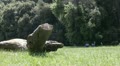 video clip 11231883