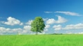 Single lone tree Video
