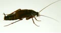 Cockroach on White
