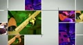 video clip 11318529