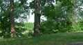 video clip 11320091