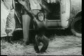 Wide shot happy monkey dancing by safari truck