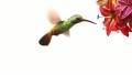 Humming bird