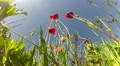 video clip 11400179