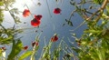 video clip 11400261