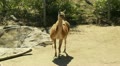 San Diego Zoo 07 guanaco handheld